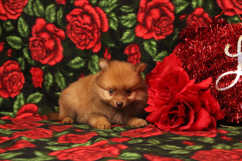 puppy, for, sale, Pomeranian, Matthew B. Stoltzfus, dog, breeder, Gap, PA, dog-breeder, puppy-for-sale, forsale, nearby, find, puppyfind, locator, puppylocator, aca